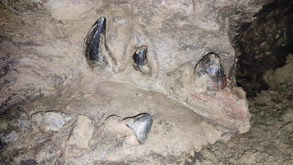 Breaking News | Millions of years old fossils discovered in South Garo Hills