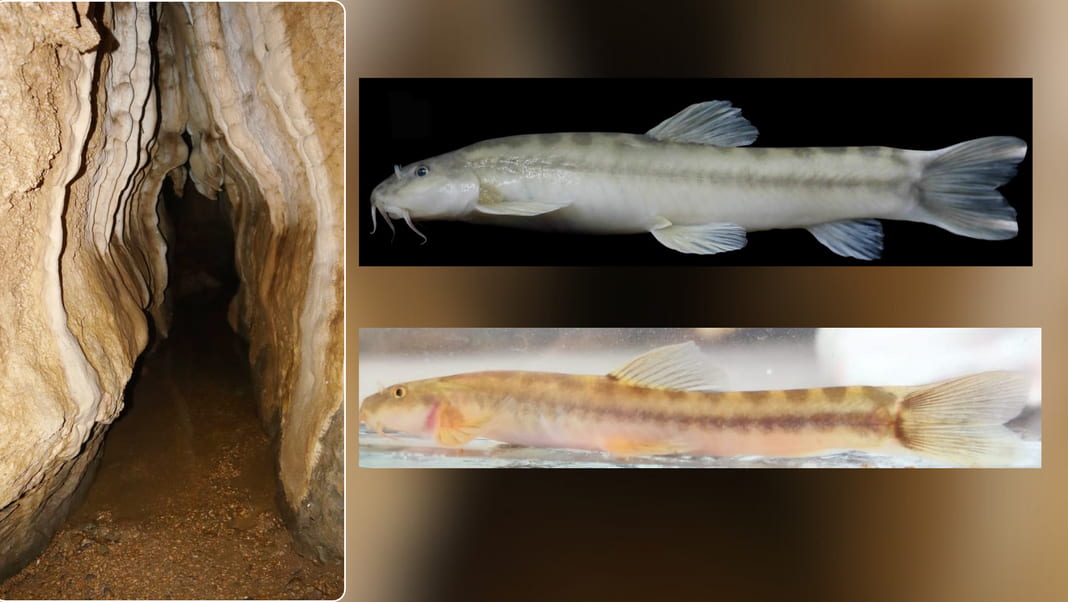 Meghalaya's caves: A hidden world of undiscovered fish species