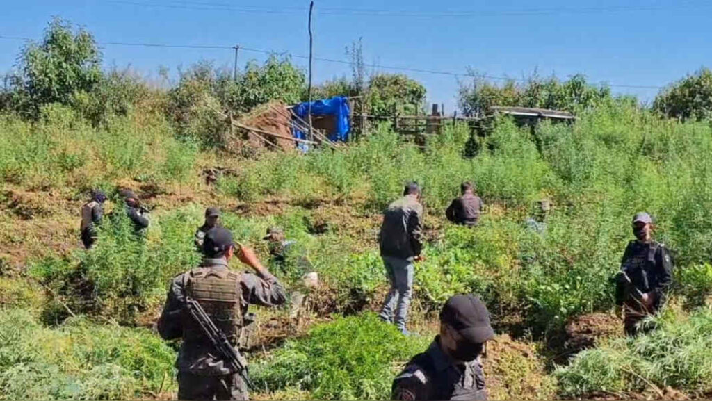 Hiar jynrat ka ANTF ia ki jaka rep ganja ha ka thain Sohiong 