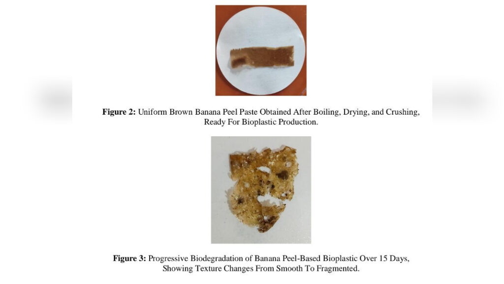 What usually ends up in the dustbin may soon help fight plastic pollution. Researchers at St. Edmund’s College, Shillong, have developed a biodegradable plastic film using banana peels that naturally decomposes in soil within weeks.