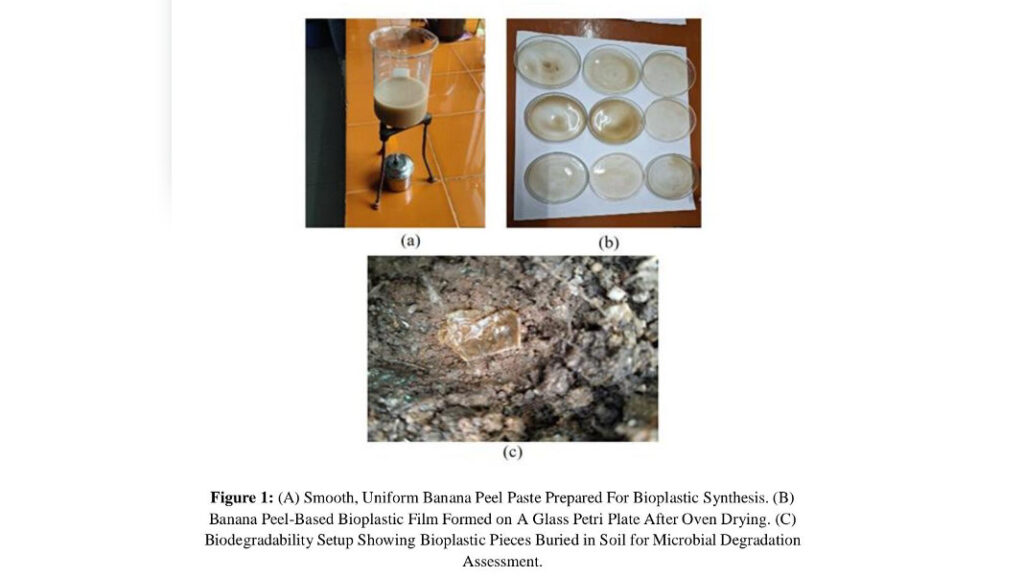 What usually ends up in the dustbin may soon help fight plastic pollution. Researchers at St. Edmund’s College, Shillong, have developed a biodegradable plastic film using banana peels that naturally decomposes in soil within weeks.